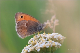 <p>OKÁČ POHÁŇKOVÝ (Coenonympha pamphilus) ---- /Small heath - Kleines Wiesenvögelchen/</p>